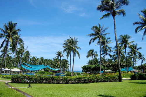海南三亚椰子树