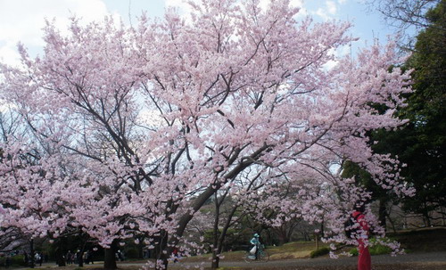 日本1